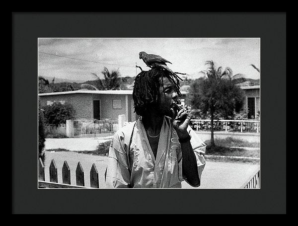 Peter Tosh Burning A Spliff In His Front Yard With His Parrot Freddie - Framed Print