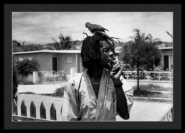 Peter Tosh Burning A Spliff In His Front Yard With His Parrot Freddie - Framed Print