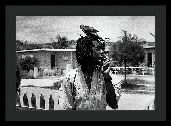 Peter Tosh Burning A Spliff In His Front Yard With His Parrot Freddie - Framed Print